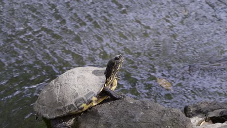 cerca de una tortuga que respira tranquilamente tomando el sol en una roca contra un estanque ocupado con agua en movimiento detrás de ella