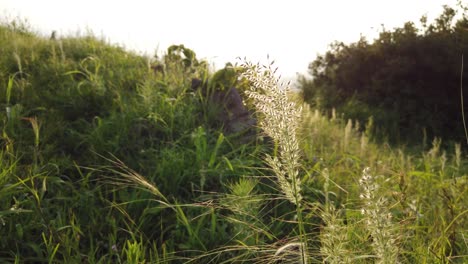 grass field during sunset in 4k - shot in india