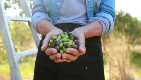 Mid-section-of-woman-holding-harvested-olives-4k