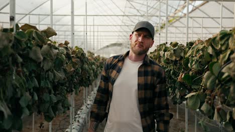portrait of a sad male farmer with a beard who is disappointed in the harvest of dried and wilted strawberry bushes in a greenhouse on the farm