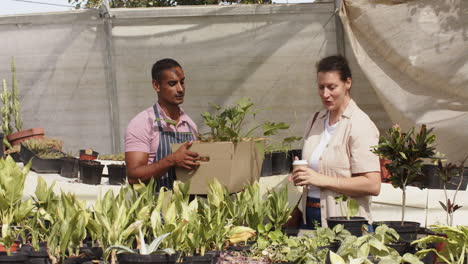 garden center diverse workers organizing plants and discussing arrangements in greenhouse
