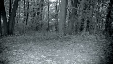 Der-Junge-Weißwedelhirschbock-Läuft-Durch-Eine-Lichtung-Und-Verschwindet-In-Der-Abenddämmerung-Im-Frühherbst-Im-Wald