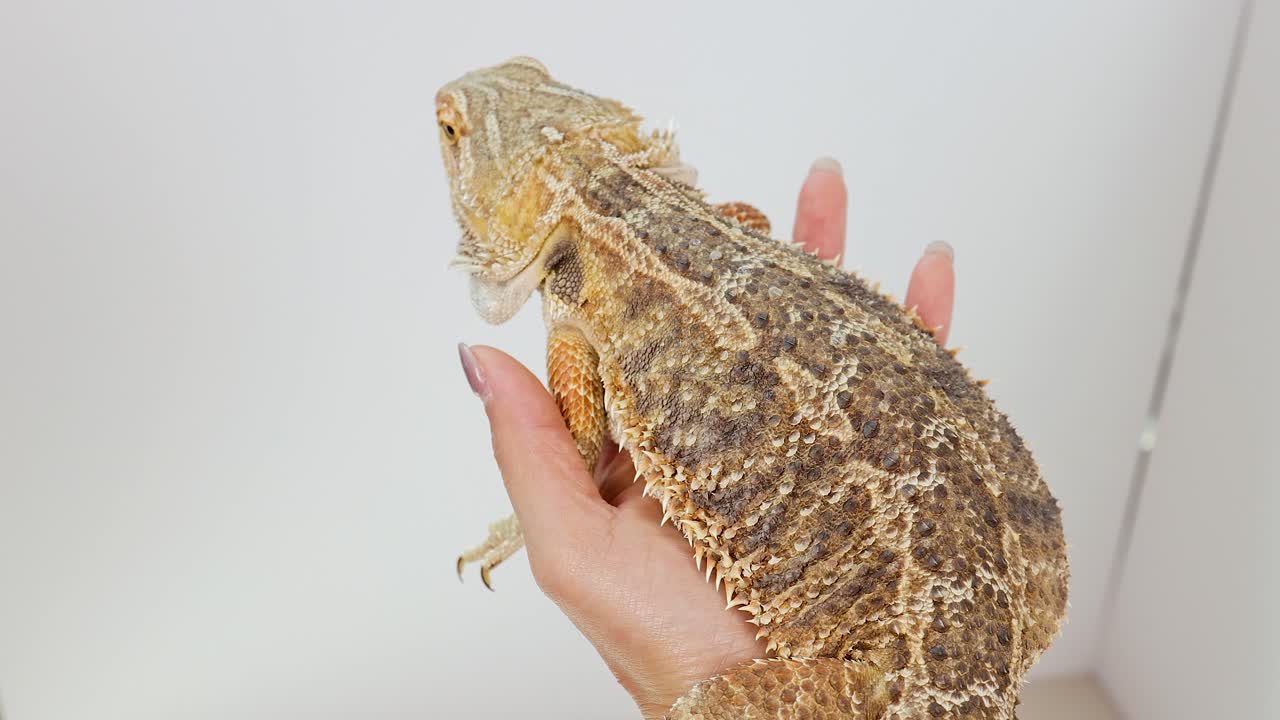 A bearded dragon is gently held in a hand against a white background, with soft lighting highlighting its textured skin