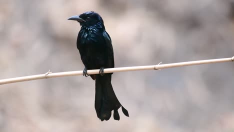 Der-Haarhauben-Drongo-Oder-Ist-In-Asien-Ein-Vogel-Aus-Der-Familie-Der-Dicruridae,-Der-Mit-Dicrurus-Bracteatus-Oder-Spangled-Drongo-Konspezifisch-War,-Bei-Dem-Es-Schwierig-Sein-Kann,-Ihn-Voneinander-Zu-Unterscheiden