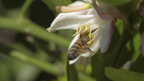 Paused-Flight:-Bee-Collecting-Pollen-in-Slow-Motion-in-4K-at-60-fps