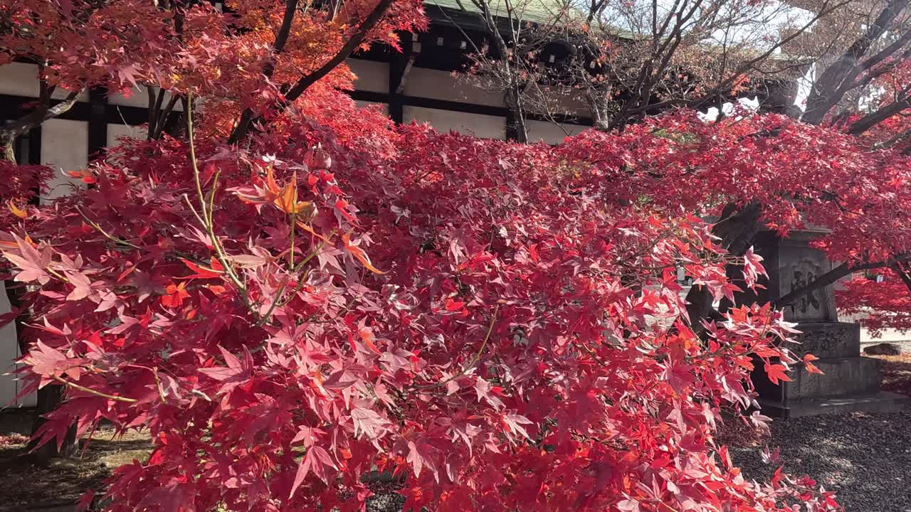 은 잎이 나무에서 부드럽게 내려옵니다.