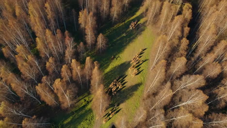 herd of horses in autumn forest - aerial view