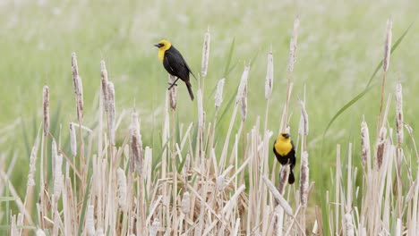 Two-male-Yellow-headed-Blackbirds-perch-on-cattails-overlooking-marsh