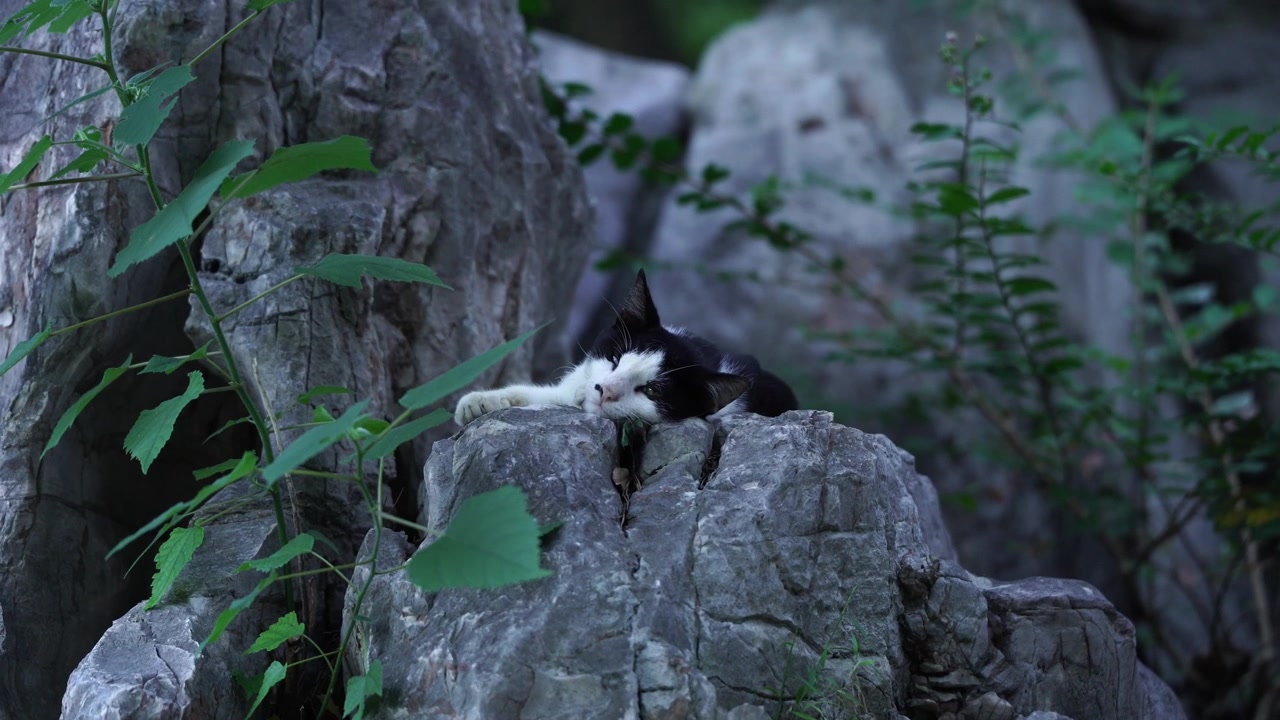 岩の上で休む白黒のタキシード猫