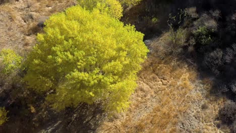 pico canyon, california and its fall colors