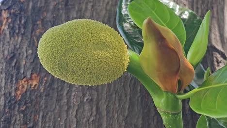 breadfruit close up growing next to a tree in thailand.
