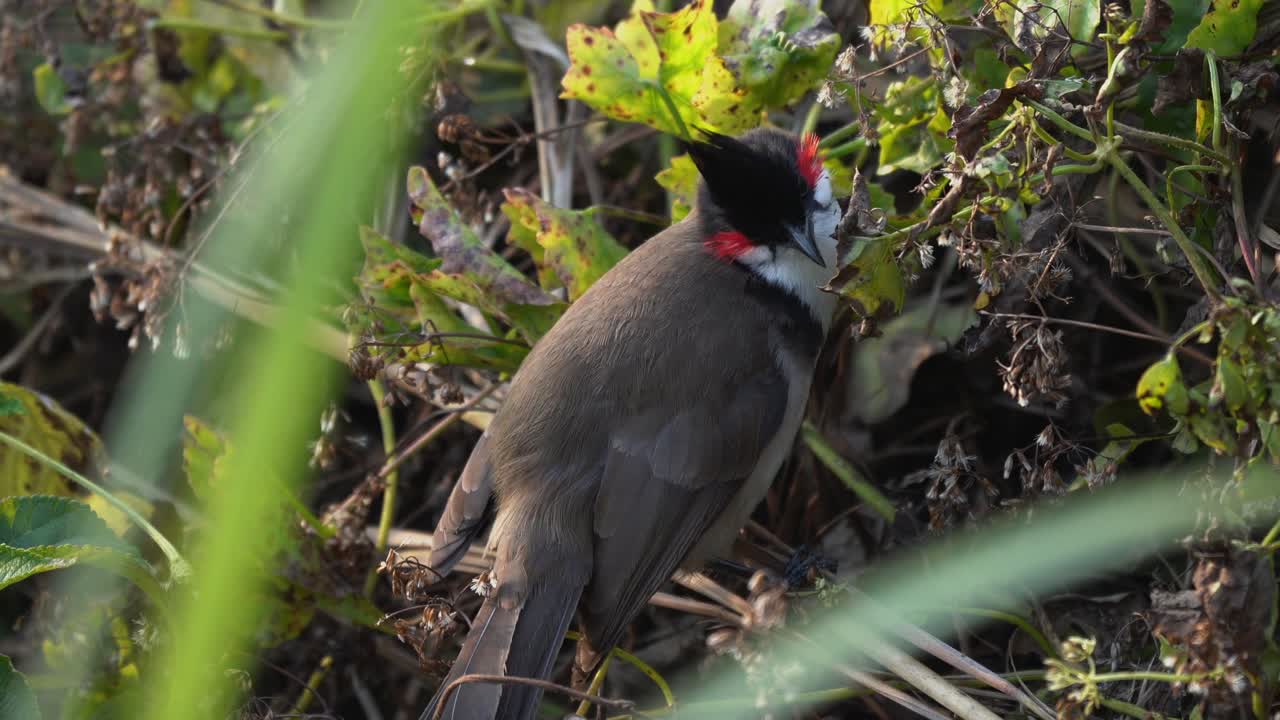 un bulbul de bigotes rojos arrancando semillas de una planta en la jungla