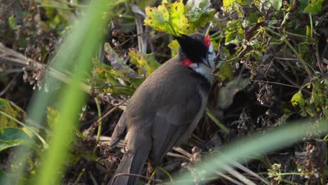 Ein-Rotbärtiger-Bulbul,-Der-Samen-Von-Einer-Pflanze-Im-Dschungel-Pflückt