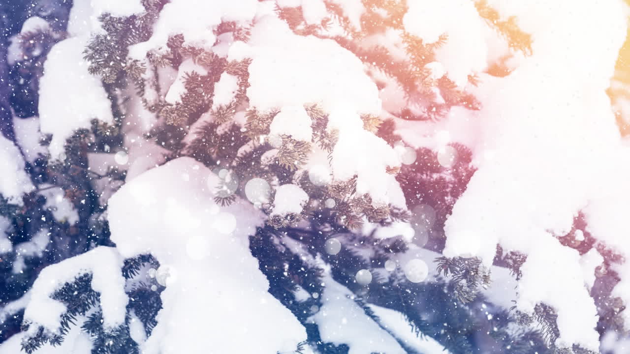 neve caindo e abetos