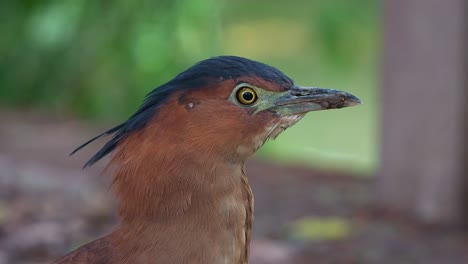 Foto-De-Perfil-Que-Captura-El-Retrato-De-Una-Garza-Nocturna-Malaya-Salvaje-En-El-Parque-Ecológico-Durante-El-Día