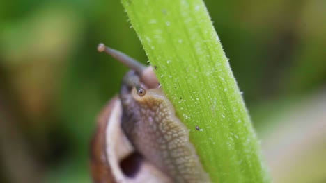 closeup of a curious garden snail crawling on zucchini plant