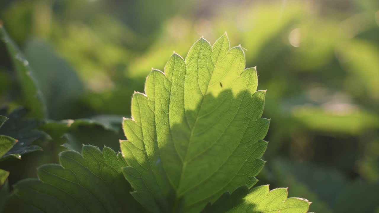 Close up of strawberry leaf illuminated by warm sunlight with backlit veins glowing against blurred green background, highlighting intricate texture and natural freshness