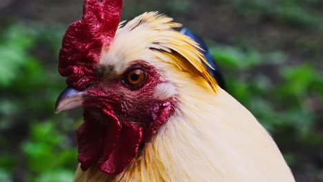 close up view of rooster's head with green bokeh background