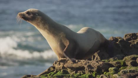 Seal