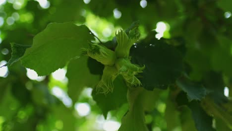 las avellanas maduran en una rama de árbol en el jardín de la granja con rayos de sol