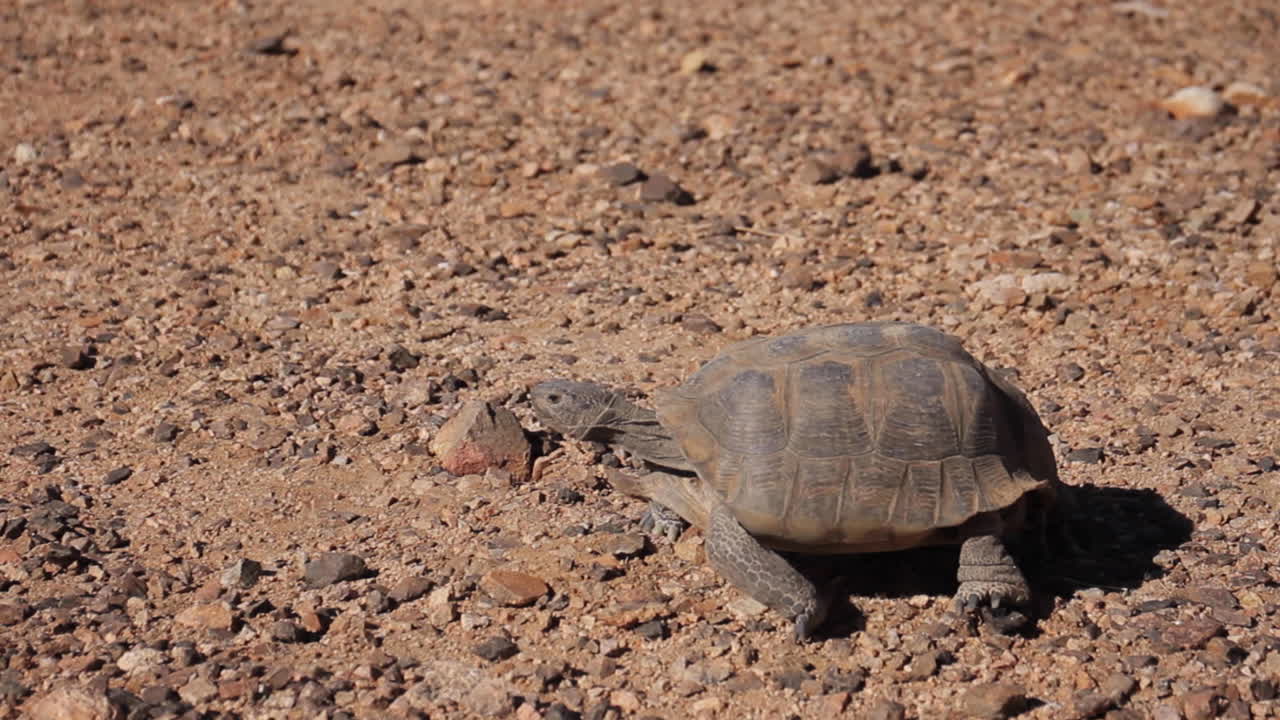 A desert tortoise walks across rocky ground