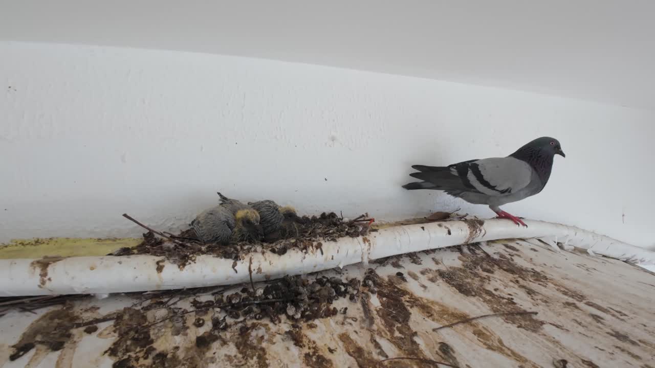 Adult pigeon guards nest with newborns in sheltered corner. Urban location.