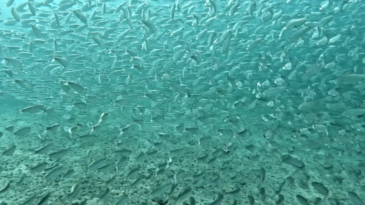 A Large Shoal of Bait Fish Swimming Through the Ocean's Depths - Underwater Shot