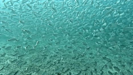 a large shoal of bait fish swimming through the ocean's depths - underwater shot