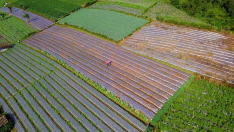 一位農民在蔬菜園工作時拍攝的無人機拍攝, 一排蔬菜園的美麗圖案