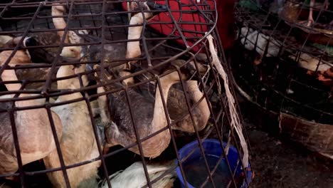 geese confined in a cage, market environment