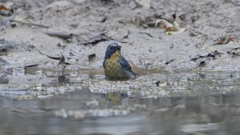 Rare-Birds-of-Nepal