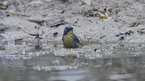 aves raras de nepal