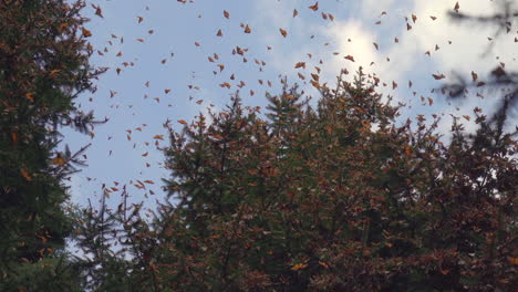 slow motion shot of several monarch butterflies flying