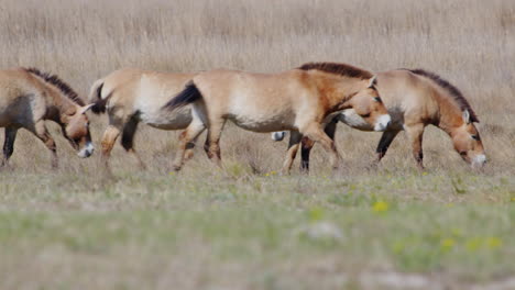 close up of a group of wild przewalksi horse walking across prairie