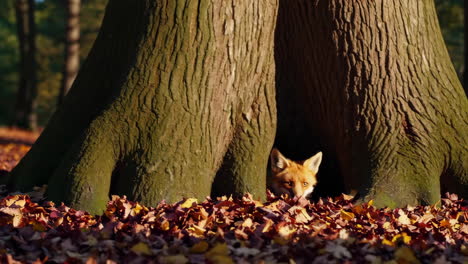 red fox in an autumn forest