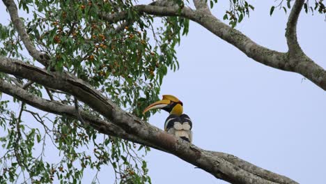 Von-Hinten-Hoch-Oben-Auf-Einem-Ast-Eines-Baumes-Gesehen,-Wie-Er-Nach-Rechts-Hüpft,-Der-Nashornvogel-Buceros-Bicornis