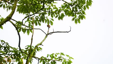 baya weaver birds, male and female wandering in trees of bangladesh