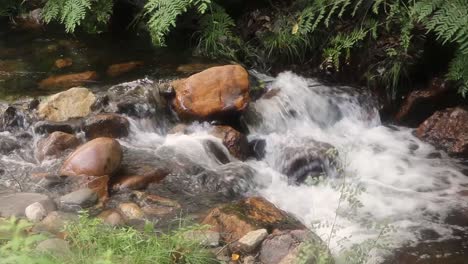 Corriente-Del-Río-Dentro-Del-Bosque