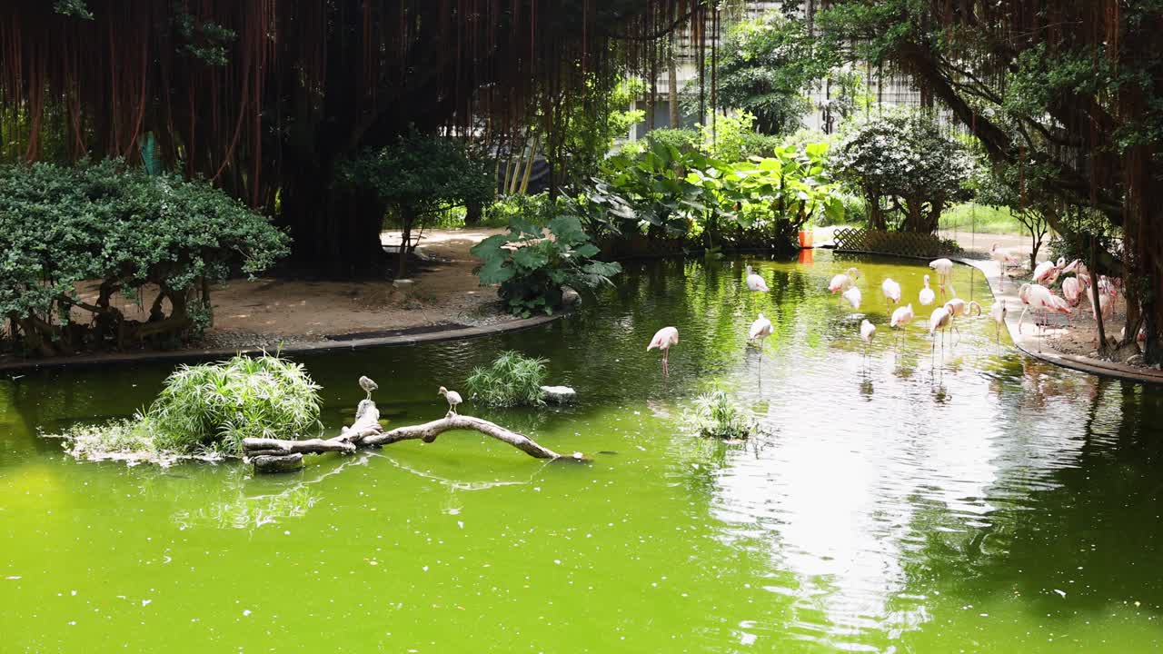 플라밍고 들 이 울창 한 초록색 연못  에 모여 있다