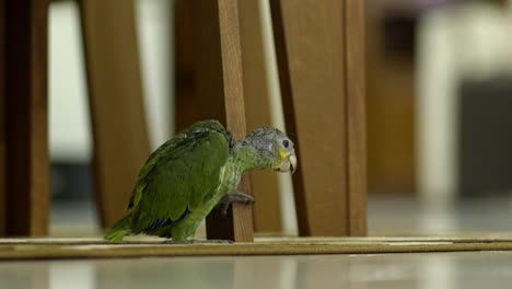 green yellow baby parrot of 2 months sitting next to foot of chair, looking around curious, with people walking in background