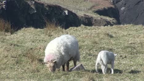 lambs in spring