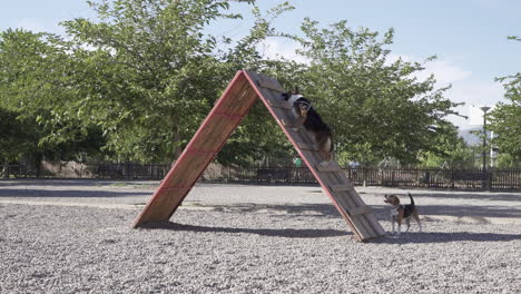 dog training at the dog park. climbing a ramp and catching a ball