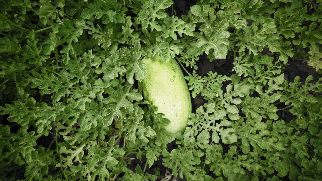 Long watermelon on a plant in the garden. Large ripe berry. Crop of watermelons. Harvest time.
