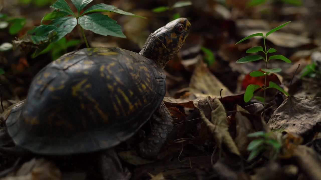 Box Turtle Crawling Through Forest