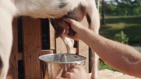 close up of caucasian male hands milking cow goat filling a steal bucket with fresh natural organic milk