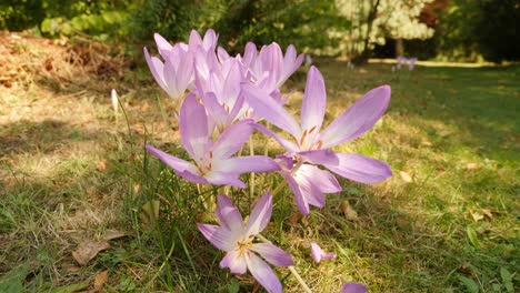 Giant-crocus-plant-growing-in-woodland