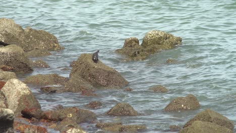 A-pigeon-search-food-at-rock