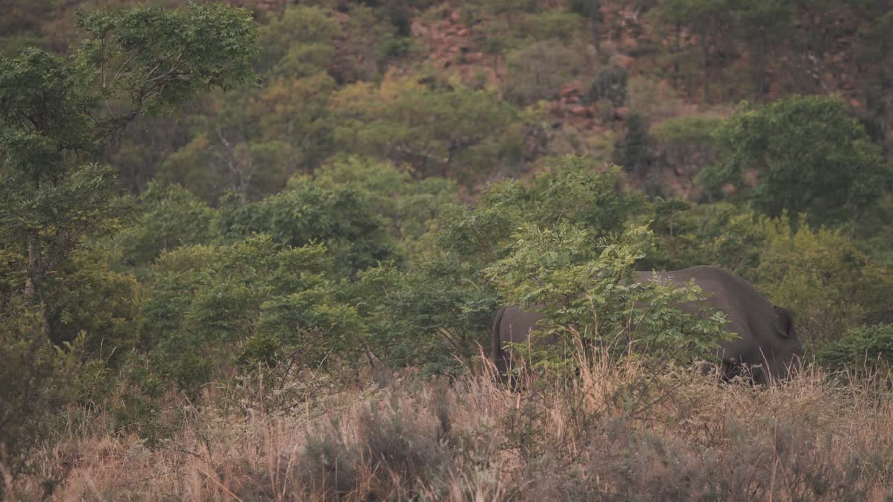 Rinoceronte-branco pastando em arbustos da savana africana, abanando as orelhas.