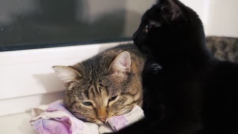 two cats on a windowsill