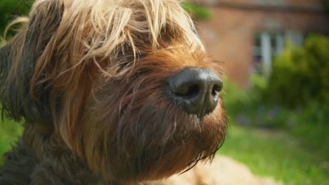 cinematic shot of a dog laying down in the garden on a sunny day